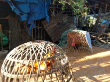 Roosters sit trapped under woven baskets in Rach Vem.
