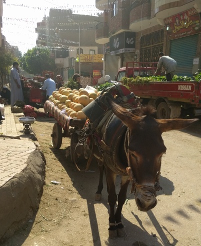 A traditional donkey cart moves through the dirt roads of Giza.